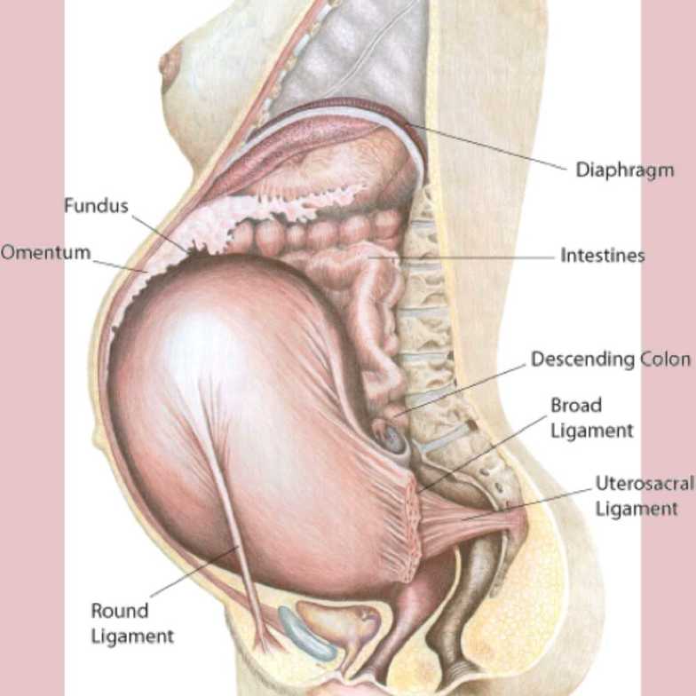 Round ligament, pregnancy, webster, chiropractic